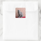 Achtergrond kat (Russisch blauw) en behang Vierkante Sticker (Tas)