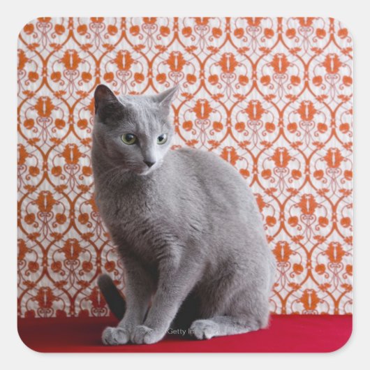 Achtergrond kat (Russisch blauw) en behang Vierkante Sticker (Voorkant)