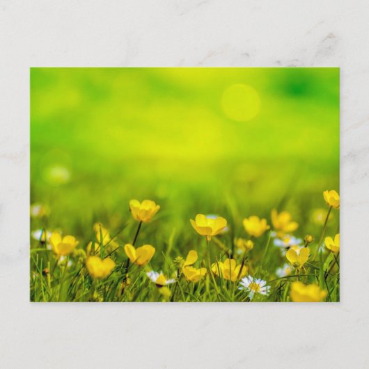 Achtergrond lentevloerbloemen briefkaart (Voorkant)