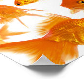 Achtergrond met een grote groep goudvissen poster (Hoek)