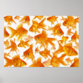 Achtergrond met een grote groep goudvissen poster (Voorkant)