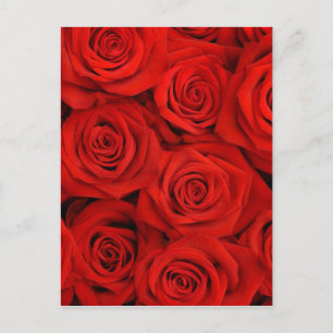 Achtergrond natuurlijke rode rozen briefkaart