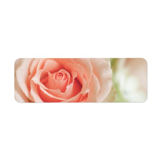 Achtergrond peach roze roze roze Gepersonaliseerd Etiket (Voorkant)