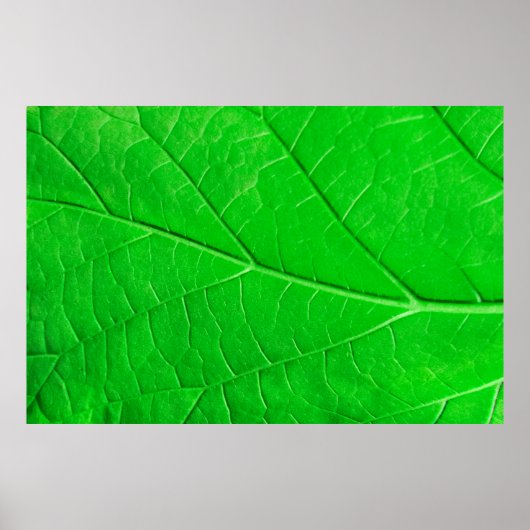 Achtergrond plant macrogroene bladecologie poster (Voorkant)