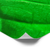 Achtergrond plant macrogroene bladecologie poster (Hoek)