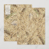 Achtergrond riem briefkaart (Voorkant / Achterkant)