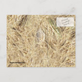 Achtergrond riem briefkaart (Achterkant)