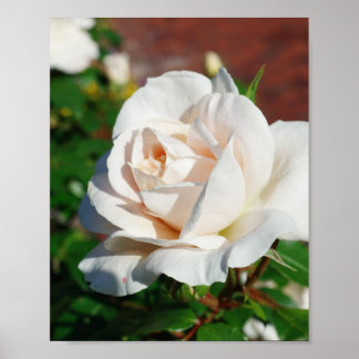 Achtergrond roos beige poster