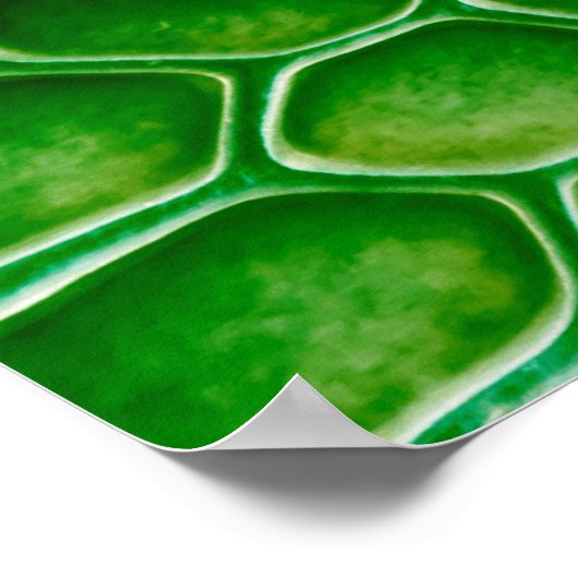 Achtergrond slangenhuid poster (Hoek)