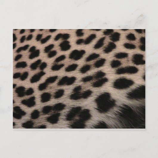 Achtergrond van leopard-afdrukken briefkaart (Voorkant)