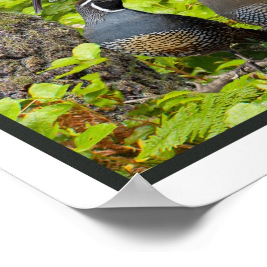 Achtergrond vogels van de speciale uitgave van het poster (Hoek)