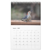 Achtergrond vogels van het middelste deel van de A Kalender (Mar 2027)