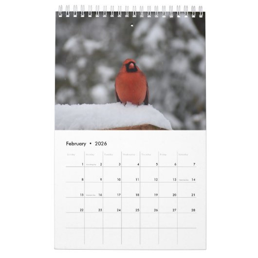 Achtergrond vogels van het middelste deel van de A Kalender (Feb 2026)