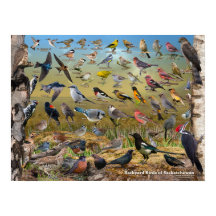 Achtergrond vogels van het Poster Saskatchewan