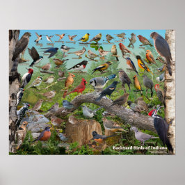 Achtergrond vogels van Indiana Poster