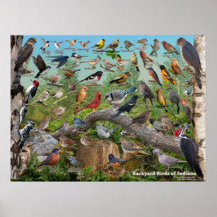 Achtergrond vogels van Indiana Poster
