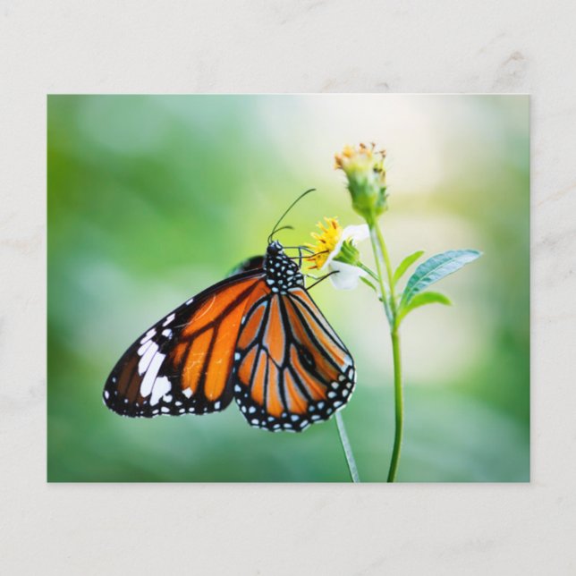 Achtergrond voor vlinderbloemkool (Voorkant)