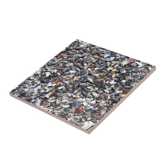 Achtergrond zeeshells tegeltje (Zijkant)