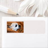 Achtergrondlabel Chihuahua dog Etiket (Insitu)