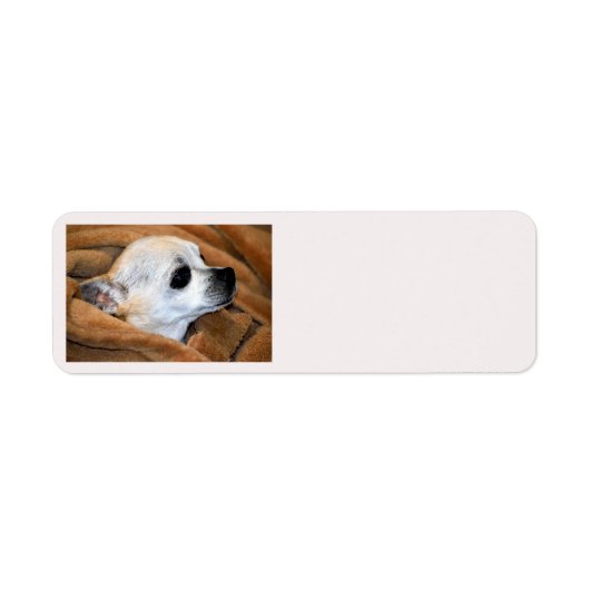 Achtergrondlabel Chihuahua dog Etiket (Voorkant)
