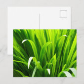 Achtergrondverlichte bladeren in tuin briefkaart (Voorkant / Achterkant)