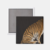 Achterkant tijger op platform magneet (Voorkant / Achterkant)