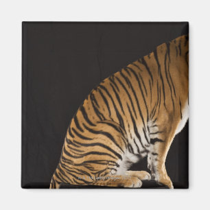 Achterkant tijger op platform magneet