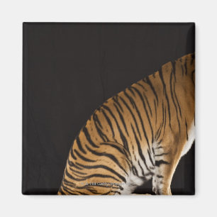 Achterkant tijger op platform magneet