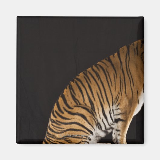 Achterkant tijger op platform magneet (Voorkant)