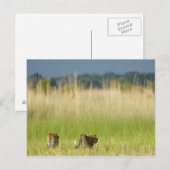 Achterkant uitzicht van Leopard (Panthera pardus) Briefkaart (Voorkant / Achterkant)