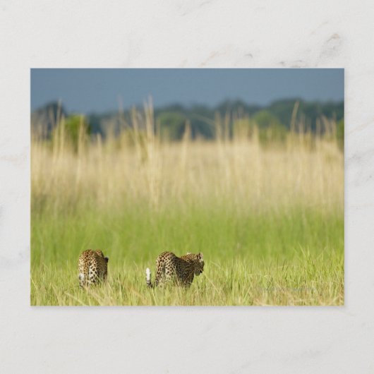 Achterkant uitzicht van Leopard (Panthera pardus) Briefkaart (Voorkant)