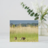 Achterkant uitzicht van Leopard (Panthera pardus) Briefkaart (Staand voorkant)