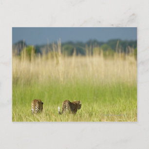 Achterkant uitzicht van Leopard (Panthera pardus) Briefkaart
