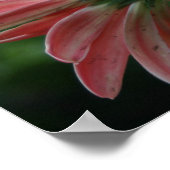 Achterkant van de roze gerber daisy poster (Hoek)