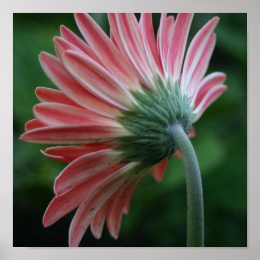 Achterkant van de roze gerber daisy poster (Voorkant)