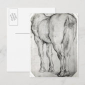 Achterkant van het paard briefkaart (Voorkant / Achterkant)