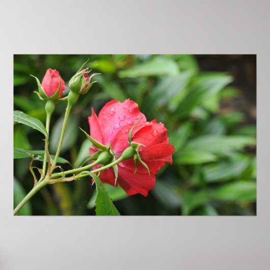 Achterkant van kleine roze rozen met regendruppels poster (Voorkant)
