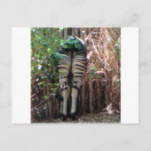 Achterkant van Okapi Briefkaart (Voorkant)