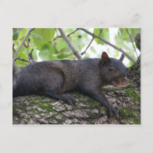 Achterkant zwarte eekhoorn briefkaart