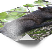 Achterkant zwarte eekhoorn foto afdruk (Hoek)