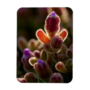 Achterlicht Kleurrijke Succulente Bloemknop Met Ra Magneet