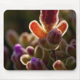 Achterlicht Kleurrijke Succulente Bloemknop Met Ra Muismat