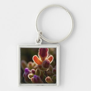 Achterlicht Kleurrijke Succulente Bloemknop Met Ra Sleutelhanger