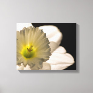 Achterlicht Witte Narcissen Bloem Canvas Afdruk