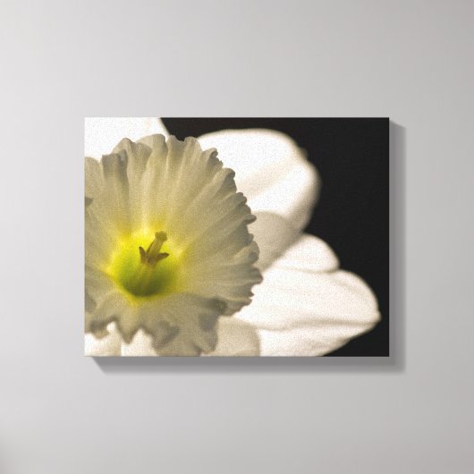 Achterlicht Witte Narcissen Bloem Canvas Afdruk (Voorkant)