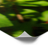 Achterlijfhaas Poster (Hoek)