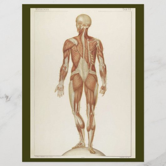 Achterste Spieren Flyer (Voorkant)