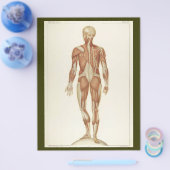 Achterste Spieren Flyer (Enkel)