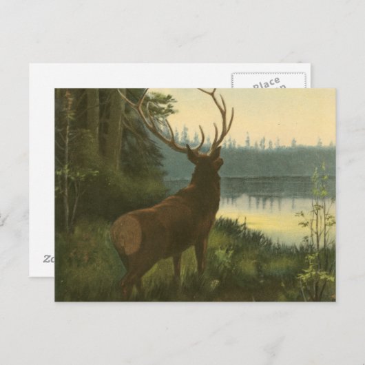 Achterste uitzicht van Elk die over een meer kijkt Briefkaart (Voorkant / Achterkant)