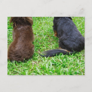 Achterste uitzicht van twee Dachshund-honden Briefkaart